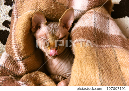 A beautiful bald hairless cat of a Canadian Sphynx breed is lying under a brown plaid blanket at home. A kitten licks itself lying on a couch. A domestic animal, pet relaxing sleeping indoors. 107807191
