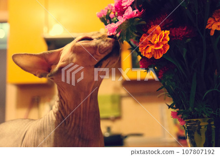 Beautiful bald hairless cat of Canadian Sphynx breed sniffing fresh flowers in a bouquet in home interior. A beloved pet is enjoying autumnal nature in bloom. Domestic sphinx kitty, feline pet indoors 107807192