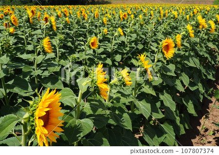 Agricultural sunflowers field. The Helianthus sunflower is a genus of plants in the Asteraceae family. Annual sunflower and tuberous sunflower. Blooming bud with yellow petals. Furry leaves. Serbia. 107807374