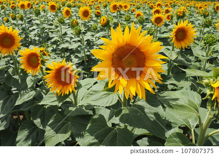 Agricultural sunflowers field. The Helianthus sunflower is a genus of plants in the Asteraceae family. Annual sunflower and tuberous sunflower. Blooming bud with yellow petals. Furry leaves. Serbia. 107807375