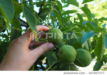 Unripe walnuts on a branch. A woman's hand is touching or picking nuts. Collection of nuts for the preparation of health tinctures. Ethnoscience. Serbian agriculture horticulture Sremska Mitrovica 107807377