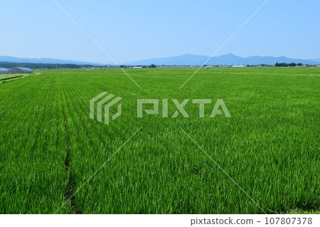 Paddy field 2 months after rice planting Paddy field 2 months after rice planting 107807378