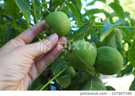 Unripe walnuts on a branch. A woman's hand is touching or picking nuts. Collection of nuts for the preparation of health tinctures. Ethnoscience. Serbian agriculture horticulture Sremska Mitrovica 107807386