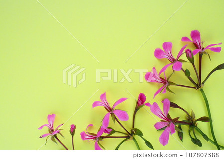 inflorescence of ivy geranium on a yellow background. Beautiful inflorescence of pink ivy geranium in the bottom right corner. Copy space for text. Postcard for March 8, Valentine's Day, Mother's Day. 107807388