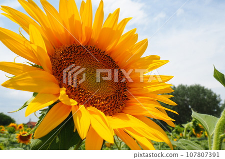 The Helianthus sunflower is a genus of plants in the Asteraceae family. Annual sunflower and tuberous sunflower. Agricultural field. Blooming bud with yellow petals. Furry leaves. Serbia agriculture. 107807391
