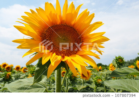The Helianthus sunflower is a genus of plants in the Asteraceae family. Annual sunflower and tuberous sunflower. Agricultural field. Blooming bud with yellow petals. Furry leaves. Serbia agriculture. The Helianthus sunflower is a genus of plants in the Asteraceae family. Annual sunflower and tuberous sunflower. Agricultural field. Blooming bud with yellow petals. Furry leaves. Serbia agriculture. 107807394