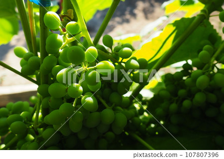 Young green grapes hang on the branches of the vine. Unripe grapes as a future crop. Plant diseases. Green grape leaves. Serbia, Vojvodina, Sremska Mitrovica. Winemaking in Serbia Young green grapes hang on the branches of the vine. Unripe grapes as a future crop. Plant diseases. Green grape leaves. Serbia, Vojvodina, Sremska Mitrovica. Winemaking in Serbia 107807396