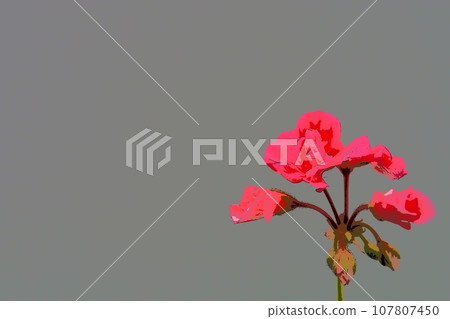 bright pink or crimson geranium pelargonium on a gray background. Geranium inflorescence against a gray wall. copyspace. Postcard or blank for a poster. Congratulation - invitation 107807450