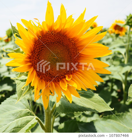 The Helianthus sunflower is a genus of plants in the Asteraceae family. Annual sunflower and tuberous sunflower. Agricultural field. Blooming bud with yellow petals. Furry leaves One big flower. 107807466