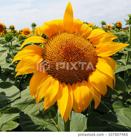 The Helianthus sunflower is a genus of plants in the Asteraceae family. Annual sunflower and tuberous sunflower. Agricultural field. Blooming bud with yellow petals. Furry leaves One big flower. Bee 107807468