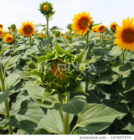 Agricultural sunflowers field. The Helianthus sunflower is a genus of plants in the Asteraceae family. Annual sunflower and tuberous sunflower. Blooming bud with yellow petals. Furry leaves. Serbia. Agricultural sunflowers field. The Helianthus sunflower is a genus of plants in the Asteraceae family. Annual sunflower and tuberous sunflower. Blooming bud with yellow petals. Furry leaves. Serbia. 107807474