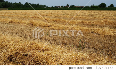 Hay and cake after wheat. Field with dry remains of cereal crops. Agricultural work. Serbia Hay and cake after wheat. Field with dry remains of cereal crops. Agricultural work. Serbia 107807478
