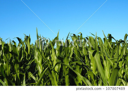 Corn is a tall annual herbaceous plant. Grain crop. Growing corn in the field at golden hour in the evening in the summer. Serbia. The problem of hunger and food. Agriculture. Cornfield and blue sky Corn is a tall annual herbaceous plant. Grain crop. Growing corn in the field at golden hour in the evening in the summer. Serbia. The problem of hunger and food. Agriculture. Cornfield and blue sky 107807489