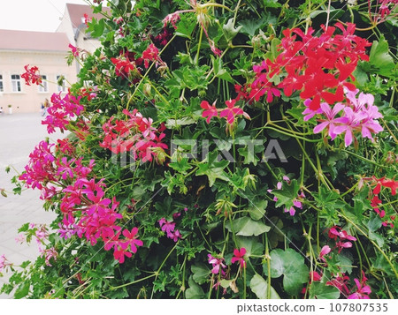 Blooming red and pink ivy geranium pelargonium in the vertical design of landscaping of streets and parks. Beautiful large pelargonium geranium flowers and green leaves. Floriculture and horticulture  107807535