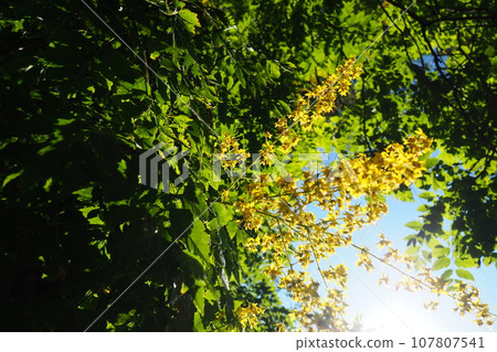 Koelreuteria paniculata is a species of flowering plant in the family Sapindaceae. A tree blooming with yellow flowers. Goldenrain tree, pride of India, China tree and the varnish tree. 107807541