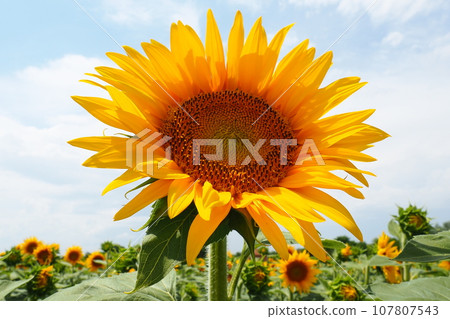 The Helianthus sunflower is a genus of plants in the Asteraceae family. Annual sunflower and tuberous sunflower. Agricultural field. Blooming bud with yellow petals. Furry leaves. Serbia agriculture. The Helianthus sunflower is a genus of plants in the Asteraceae family. Annual sunflower and tuberous sunflower. Agricultural field. Blooming bud with yellow petals. Furry leaves. Serbia agriculture. 107807543