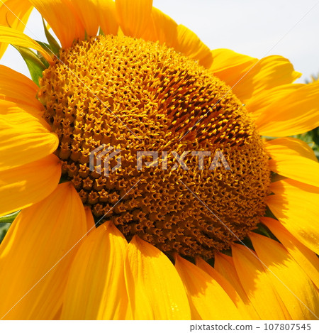 The Helianthus sunflower is a genus of plants in the Asteraceae family. Annual sunflower and tuberous sunflower. Agricultural field. Blooming bud with yellow petals. Furry leaves. Serbia agriculture. 107807545