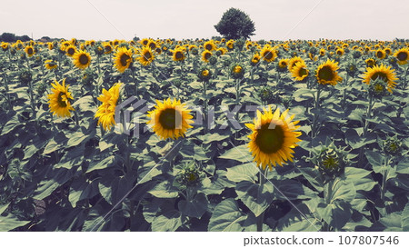 The Helianthus sunflower is a genus of plants in the Asteraceae family. Annual sunflower and tuberous sunflower. Agricultural field. Blooming bud with yellow petals. Furry leaves. Serbia agriculture The Helianthus sunflower is a genus of plants in the Asteraceae family. Annual sunflower and tuberous sunflower. Agricultural field. Blooming bud with yellow petals. Furry leaves. Serbia agriculture 107807546