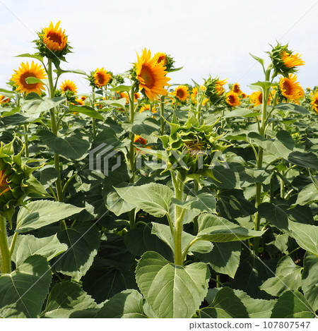The Helianthus sunflower is a genus of plants in the Asteraceae family. Annual sunflower and tuberous sunflower. Agricultural field. Blooming bud with yellow petals. Furry leaves. Serbia agriculture 107807547
