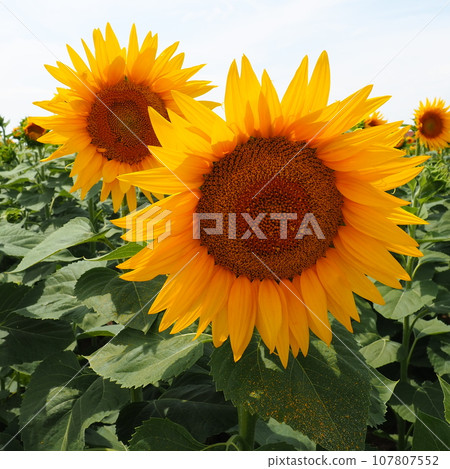 The Helianthus sunflower is a genus of plants in the Asteraceae family. Annual sunflower and tuberous sunflower. Agricultural field. Blooming bud with yellow petals. Furry leaves One big flower. 107807552
