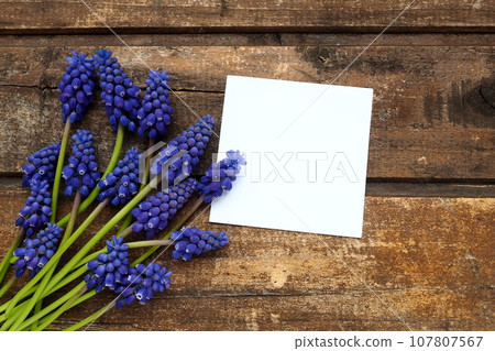 Blue spring flowers on a wooden background. Muscari armeniacum on a table. White sheet of paper for text. Copy space still life flat lay. Armenian grape hyacinth. 107807567