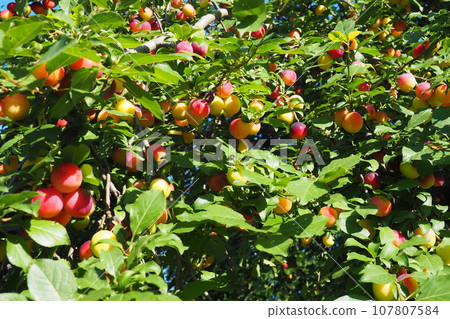 Prunus cerasifera is a species of plum known by the common names cherry plum and myrobalan plum. ornamental tree for garden and landscaping. Yellow and red plum fruits on the branches 107807584