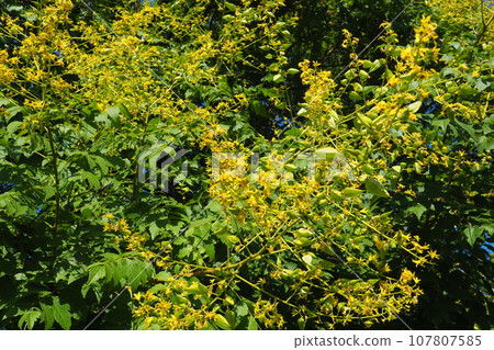 Koelreuteria paniculata is a species of flowering plant in the family Sapindaceae. A tree blooming with yellow flowers. Goldenrain tree, pride of India, China tree and the varnish tree. 107807585