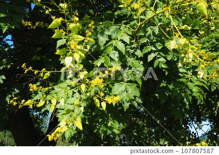Koelreuteria paniculata is a species of flowering plant in the family Sapindaceae. A tree blooming with yellow flowers. Goldenrain tree, pride of India, China tree and the varnish tree. 107807587