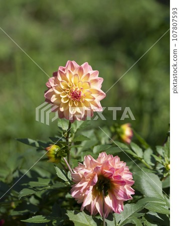 Colorful dahlia flowers 107807593
