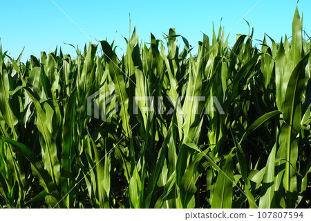 Corn is a tall annual herbaceous plant. Grain crop. Growing corn in the field at golden hour in the evening in the summer. Serbia. The problem of hunger and food. Agriculture. Cornfield and blue sky 107807594