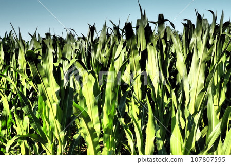 Corn is a tall annual herbaceous plant. Grain crop. Growing corn in the field at golden hour in the evening in the summer. Serbia. The problem of hunger and food. Agriculture. Cornfield and blue sky 107807595
