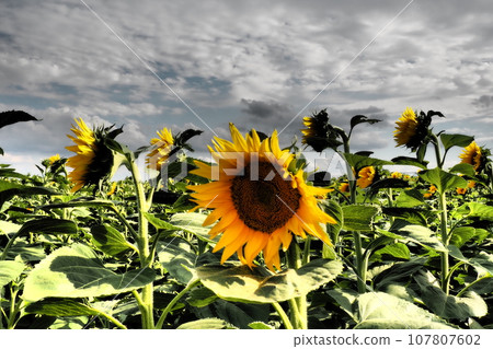 The Helianthus sunflower is a genus of plants in the Asteraceae family. Annual sunflower and tuberous sunflower. Agricultural field. Dramatic stormy sky with clouds. Serbia skyline. Sun and storm. 107807602