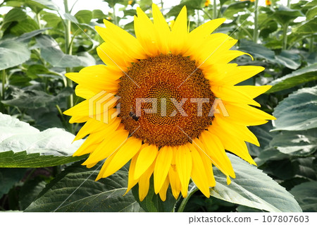 The Helianthus sunflower is a genus of plants in the Asteraceae family. Annual sunflower and tuberous sunflower. Agricultural field. Blooming bud with yellow petals. Furry leaves One big flower. Bee The Helianthus sunflower is a genus of plants in the Asteraceae family. Annual sunflower and tuberous sunflower. Agricultural field. Blooming bud with yellow petals. Furry leaves One big flower. Bee 107807603