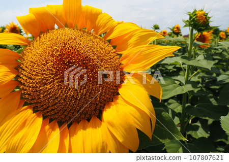 The Helianthus sunflower is a genus of plants in the Asteraceae family. Annual sunflower and tuberous sunflower. Agricultural field. Blooming bud with yellow petals. Furry leaves One big flower. Bee 107807621