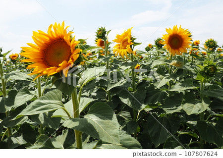 The Helianthus sunflower is a genus of plants in the Asteraceae family. Annual sunflower and tuberous sunflower. Agricultural field. Blooming bud with yellow petals. Furry leaves. Serbia agriculture 107807624