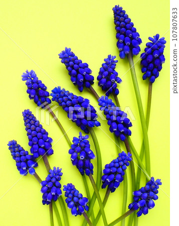 Blue spring flowers on a yellow background. Muscari armeniacum on a yellow background. Bright postcard, congratulations. Copy space still life flat lay. Armenian grape hyacinth. 107807633