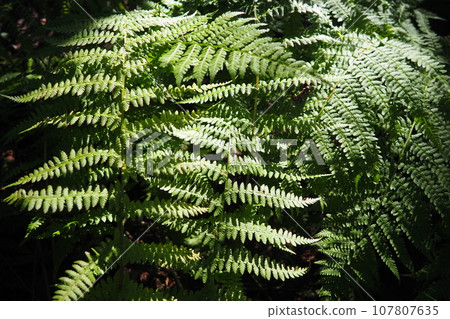 Fern plant in the forest. Beautiful graceful green leaves. Polypodiphyta, vascular plants, modern ferns and ancient higher plants. Fern Polypodiophyta appeared millions years ago in the Paleozoic era 107807635