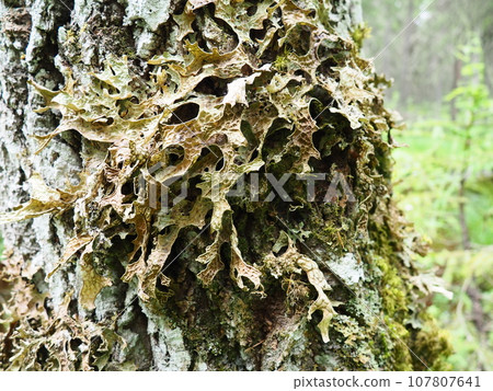 Moss and lichens on the bark of a tree in a spruce taiga forest. Karelia, Orzega. Lobaria Lobaria is a genus of lichenized ascomycetes belonging to the Lobariaceae family. Thallus foliose 107807641