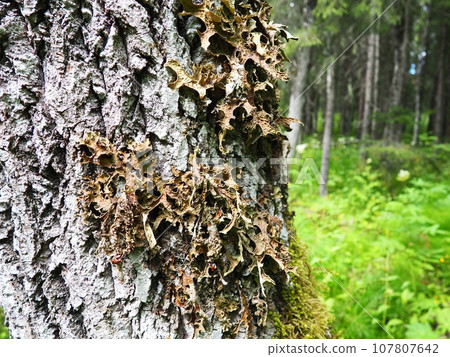 Moss and lichens on the bark of a tree in a spruce taiga forest. Karelia, Orzega. Lobaria Lobaria is a genus of lichenized ascomycetes belonging to the Lobariaceae family. Thallus foliose Moss and lichens on the bark of a tree in a spruce taiga forest. Karelia, Orzega. Lobaria Lobaria is a genus of lichenized ascomycetes belonging to the Lobariaceae family. Thallus foliose 107807642