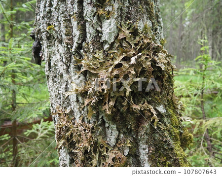 Moss and lichens on the bark of a tree in a spruce taiga forest. Karelia, Orzega. Lobaria Lobaria is a genus of lichenized ascomycetes belonging to the Lobariaceae family. Thallus foliose Moss and lichens on the bark of a tree in a spruce taiga forest. Karelia, Orzega. Lobaria Lobaria is a genus of lichenized ascomycetes belonging to the Lobariaceae family. Thallus foliose 107807643