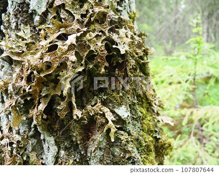 Moss and lichens on the bark of a tree in a spruce taiga forest. Karelia, Orzega. Lobaria Lobaria is a genus of lichenized ascomycetes belonging to the Lobariaceae family. Thallus foliose Moss and lichens on the bark of a tree in a spruce taiga forest. Karelia, Orzega. Lobaria Lobaria is a genus of lichenized ascomycetes belonging to the Lobariaceae family. Thallus foliose 107807644