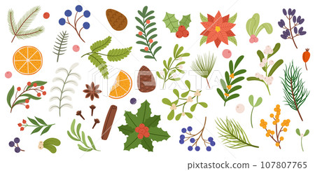 Christmas Plants, Festive Greens That Adorn Homes During Holiday Season, Like Vibrant Poinsettias, Fragrant Evergreens Christmas Plants, Festive Greens That Adorn Homes During Holiday Season, Like Vibrant Poinsettias, Fragrant Evergreens 107807765