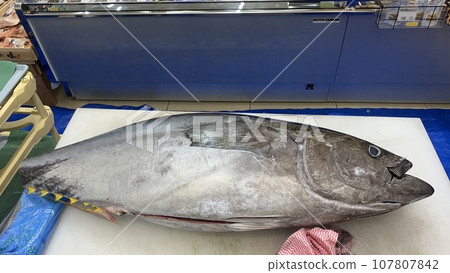 鮪魚解剖表演 生魚中心 鮪魚解剖表演 生魚中心 107807842
