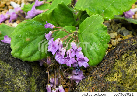 A flowering plant with beautiful inflorescences of reddish-purple flowers that grows wild in the rocky areas of the valley. 107808021