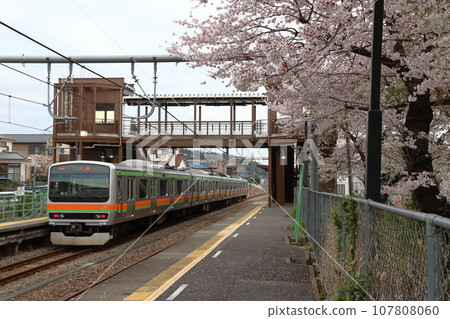 Cherry blossom trees at Kaneko Station and Hachiko Line E231 series train Cherry blossom trees at Kaneko Station and Hachiko Line E231 series train 107808060