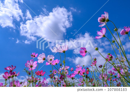 Blue sky and cosmos 107808183