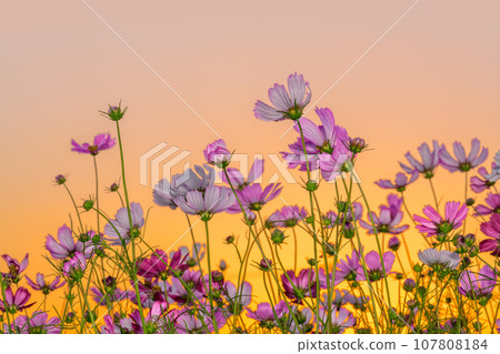 Cosmos swaying with the sunset 107808184