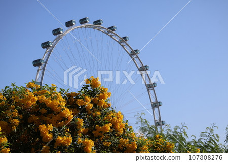 黃色花瓣特科馬花和綠葉開花樹的風景，藍天和新加坡摩天輪模糊 107808276