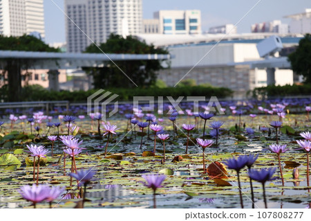 城市街道模糊、摩天大樓和藍天的景觀,重點是綠葉和盛開的紫色花瓣睡蓮的池塘。 城市街道模糊、摩天大樓和藍天的景觀,重點是綠葉和盛開的紫色花瓣睡蓮的池塘。 107808277