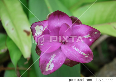 特寫鏡頭拍攝的是一種名為 Curcuma Shalom 的花,有綠色的葉子和紅紫色的花瓣。 特寫鏡頭拍攝的是一種名為 Curcuma Shalom 的花,有綠色的葉子和紅紫色的花瓣。 107808278